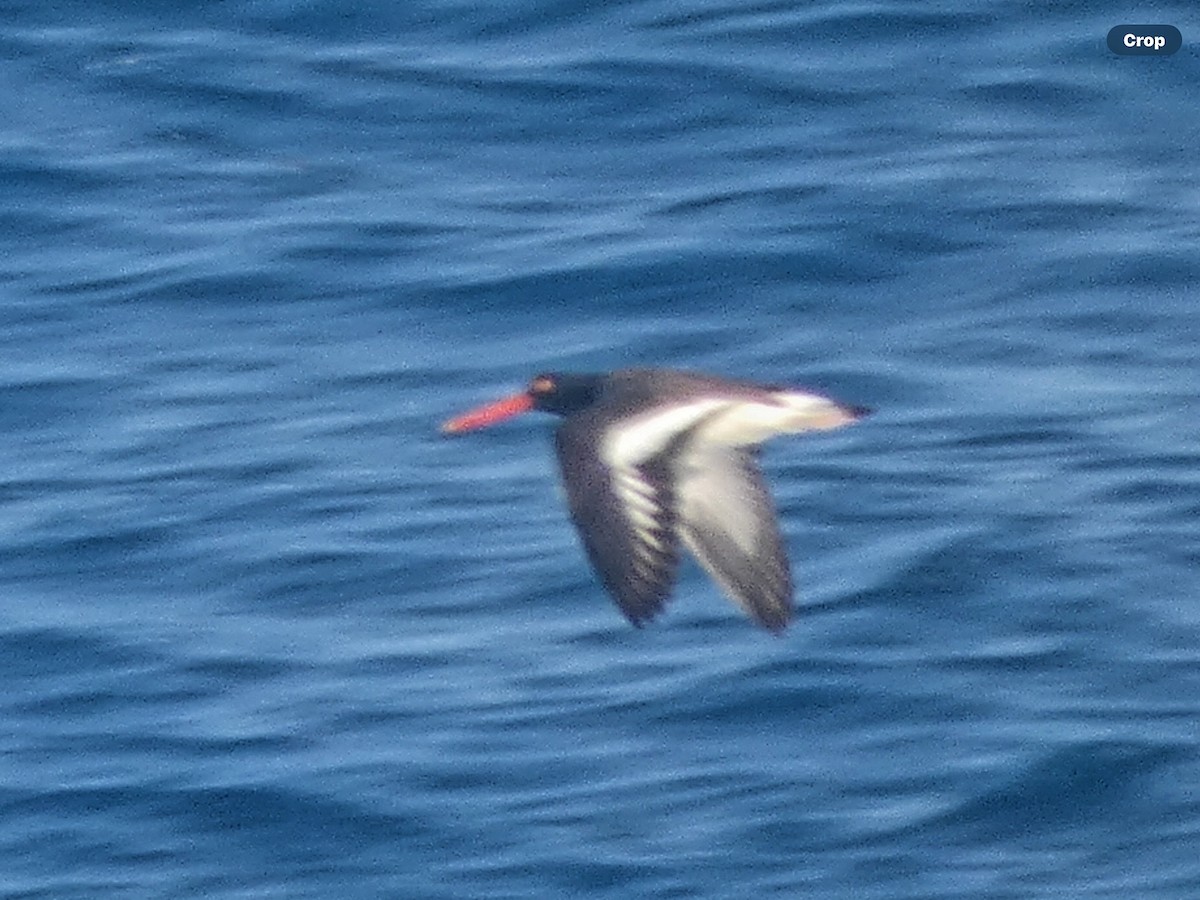 American Oystercatcher - ML616973185