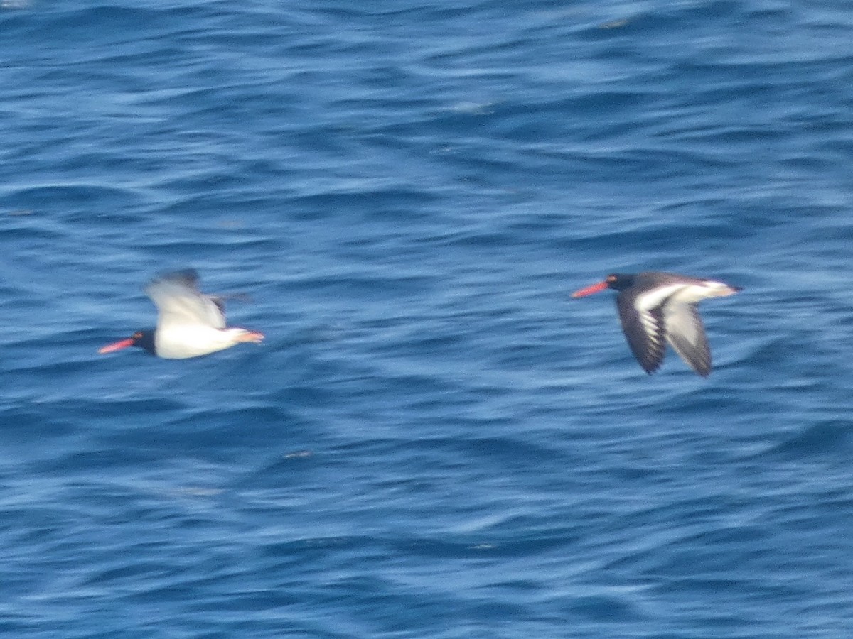 American Oystercatcher - ML616973187