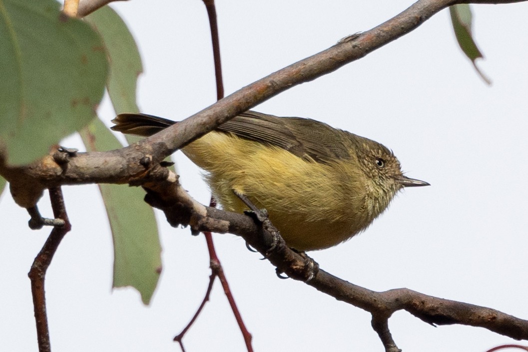 Buff-rumped Thornbill - ML616973190