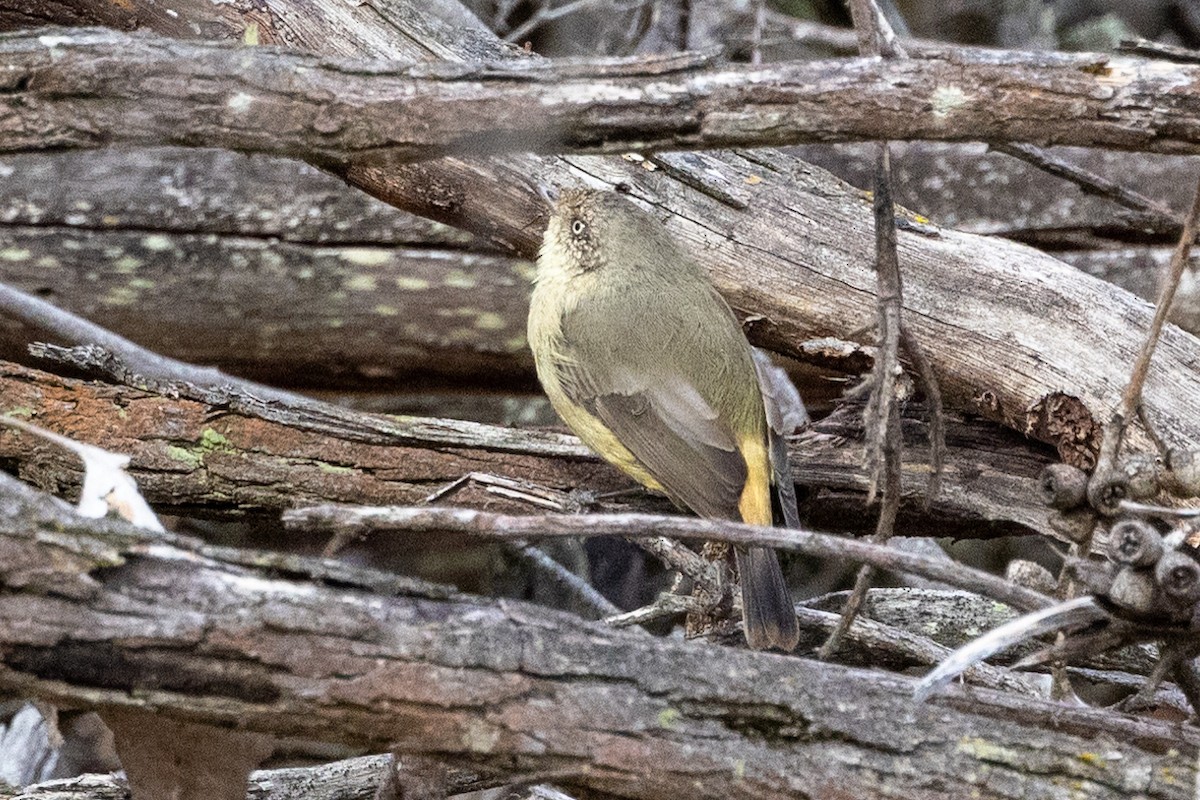 Buff-rumped Thornbill - Richard and Margaret Alcorn