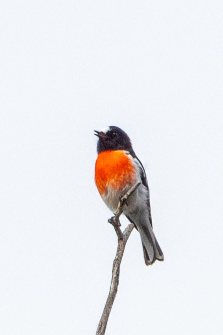 Scarlet Robin - Richard and Margaret Alcorn