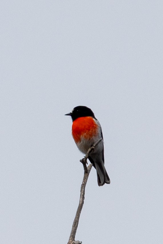 Scarlet Robin - ML616973197