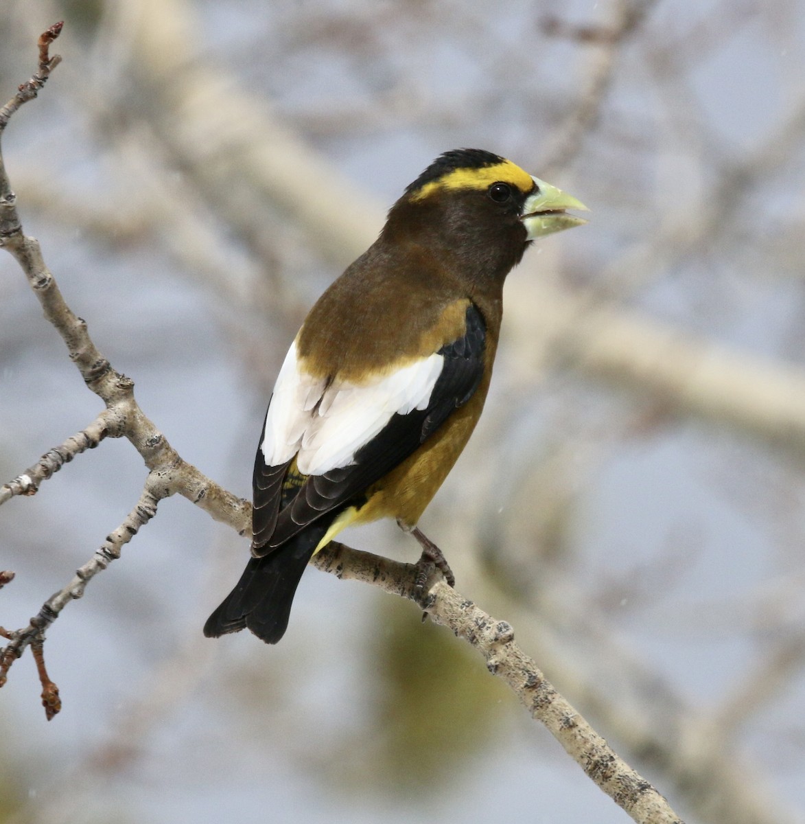 Evening Grosbeak - Norm Lewis