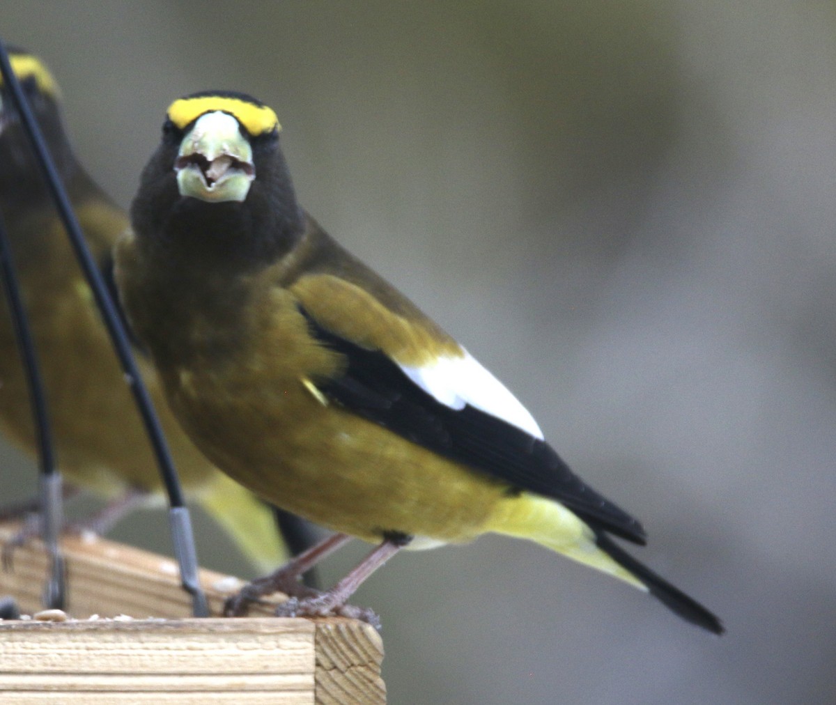 Evening Grosbeak - ML616973208