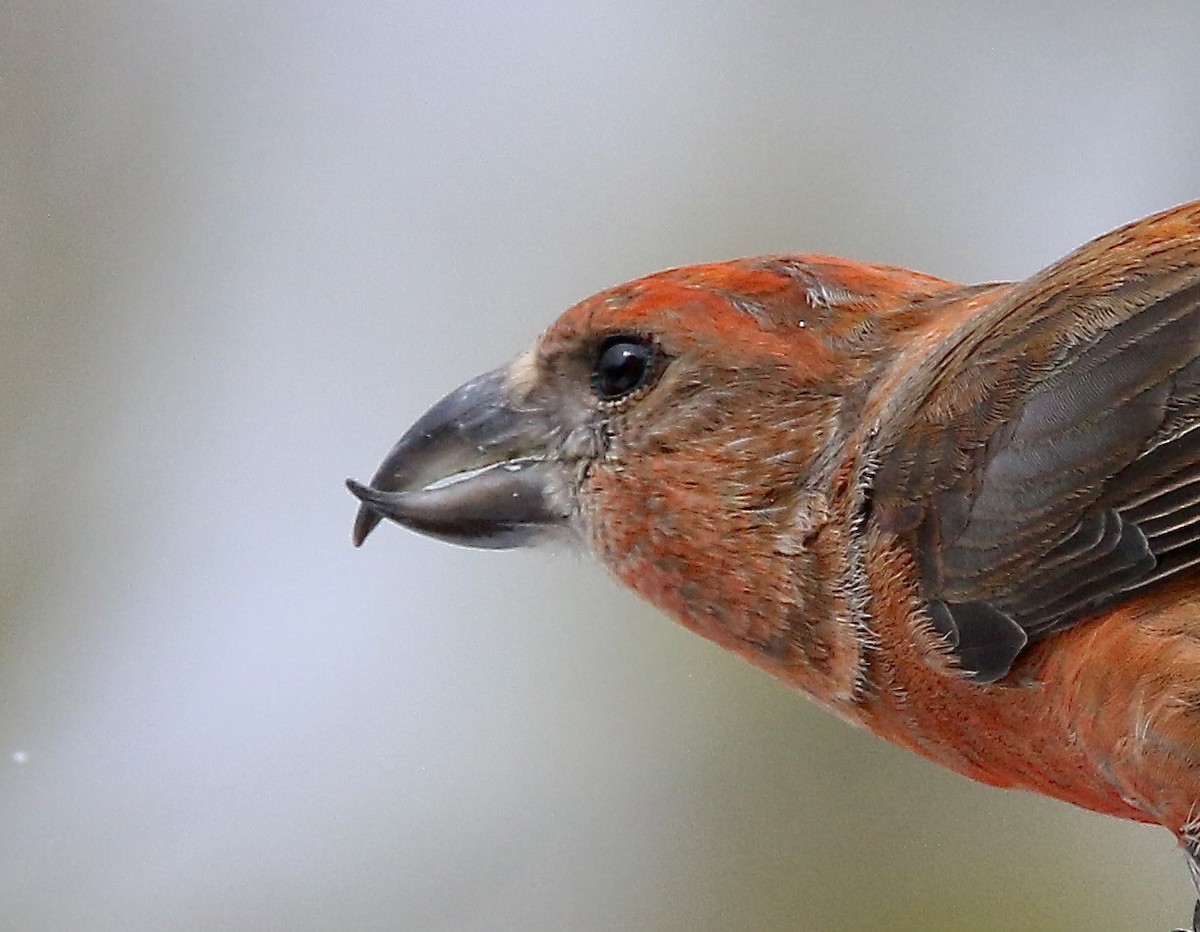 Red Crossbill - Norm Lewis