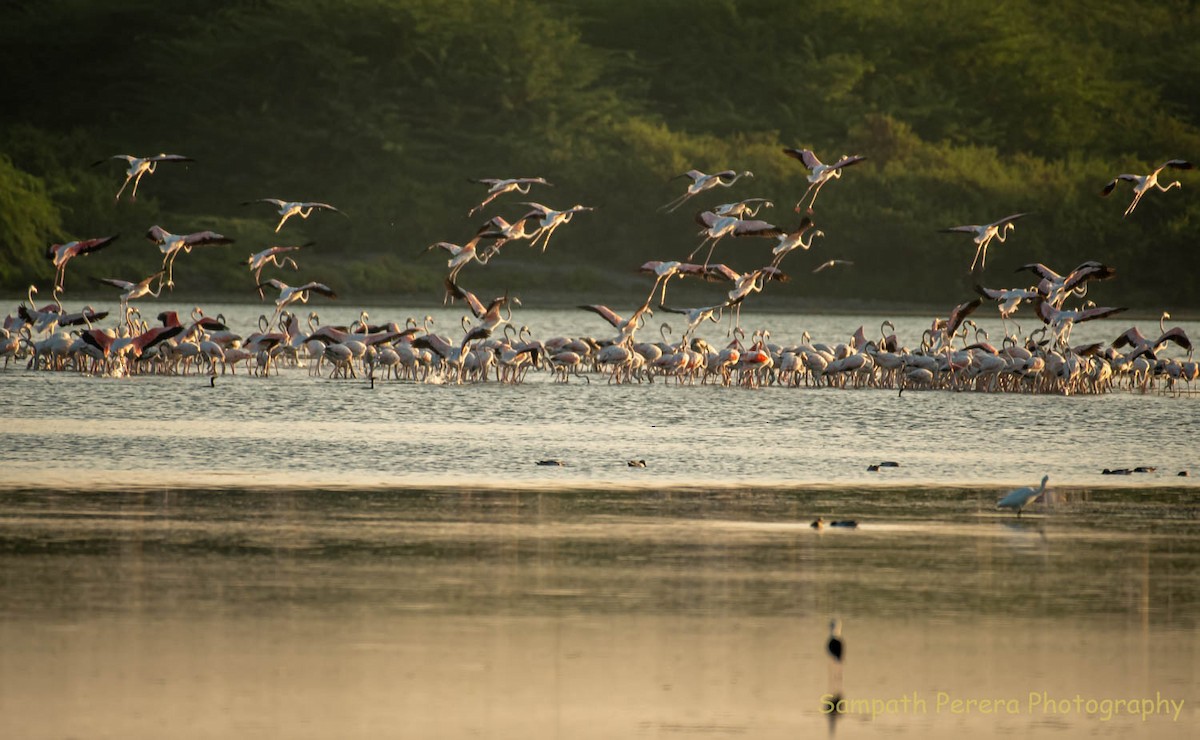 Greater Flamingo - Sampath Indika Perera