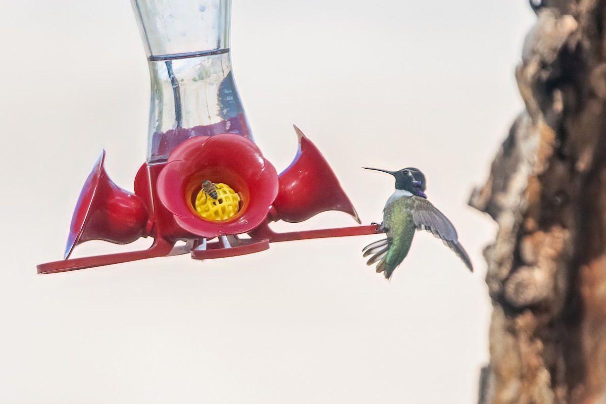 Costa's Hummingbird - ML616973251