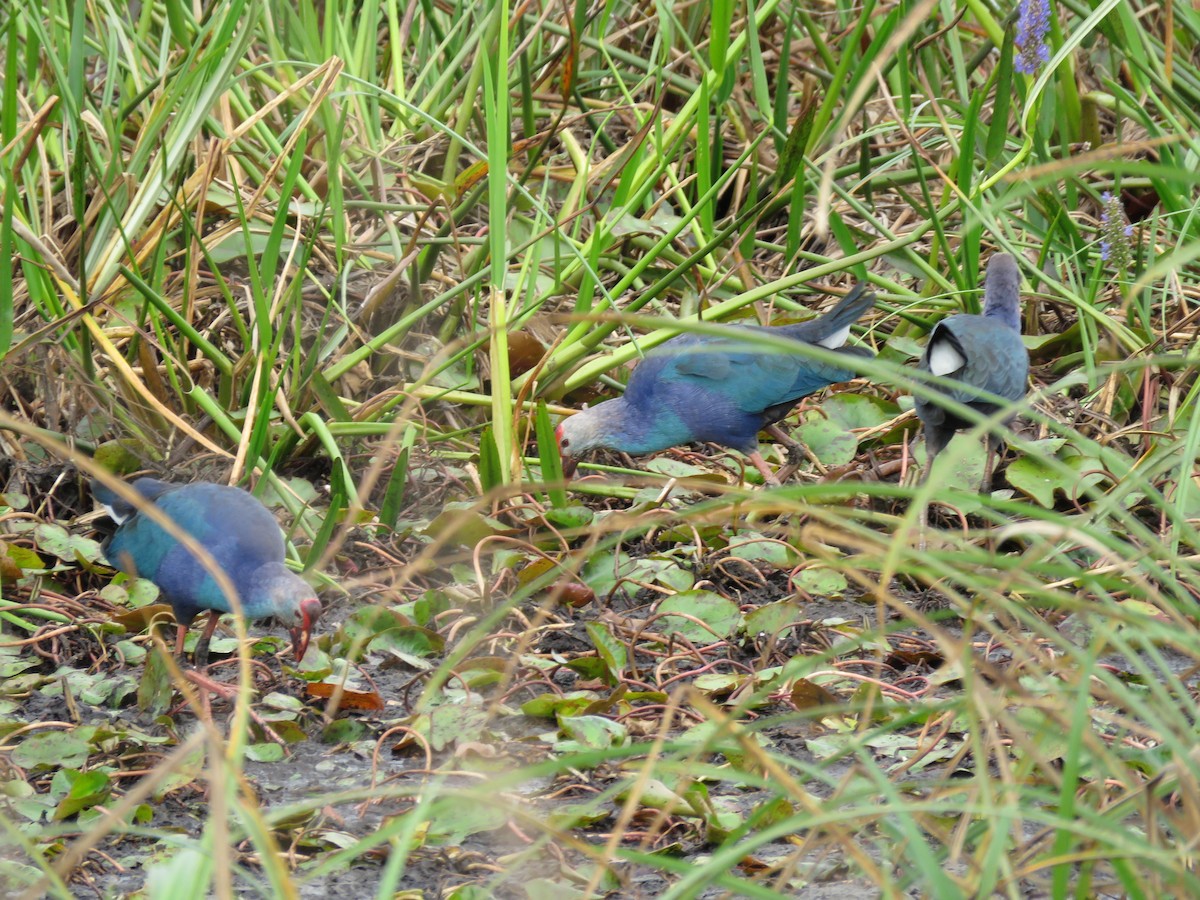 Gray-headed Swamphen - Christine W.