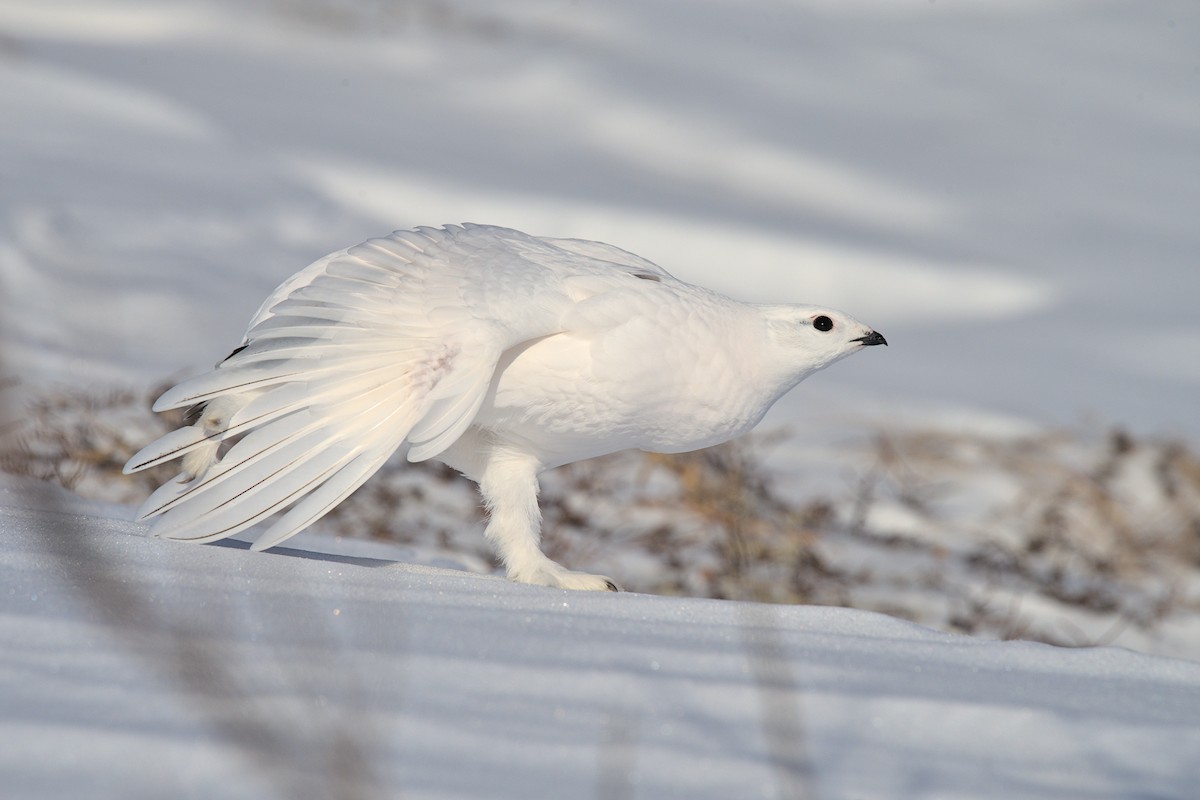 Rock Ptarmigan - ML616973255