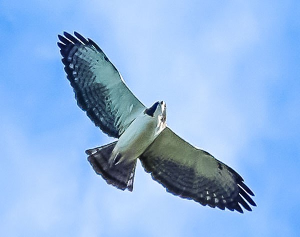 Short-tailed Hawk - Edwin Larson