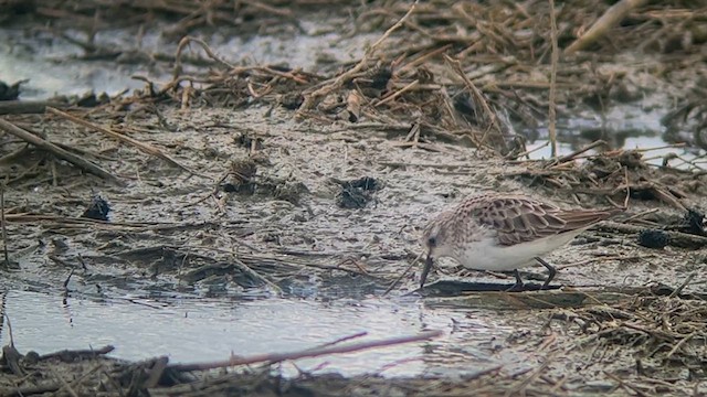 Little Stint - ML616973288