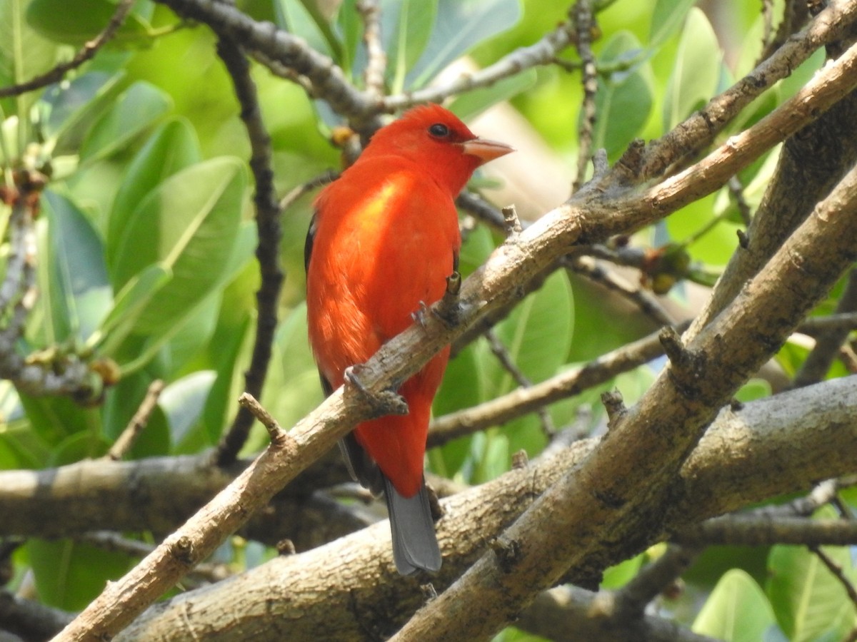 Scarlet Tanager - ML616973290