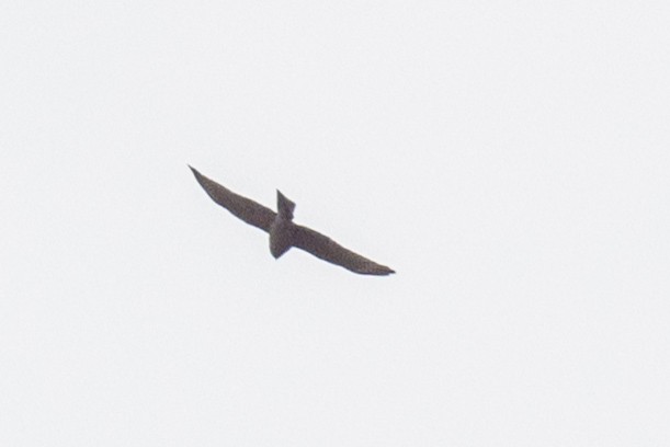 Collared Sparrowhawk - Richard and Margaret Alcorn