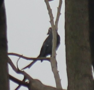 Ashy Drongo - Ian McCutcheon