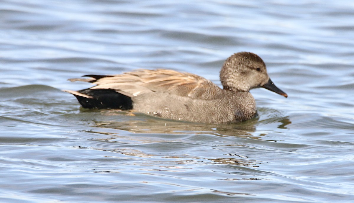 Gadwall - ML616973304