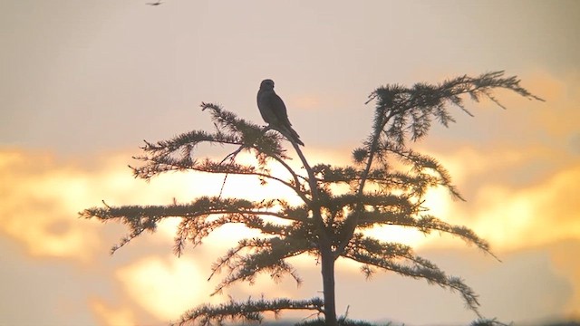 Mississippi Kite - ML616973327