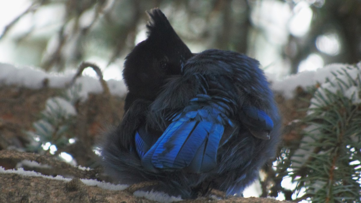 Steller's Jay - ML616973348
