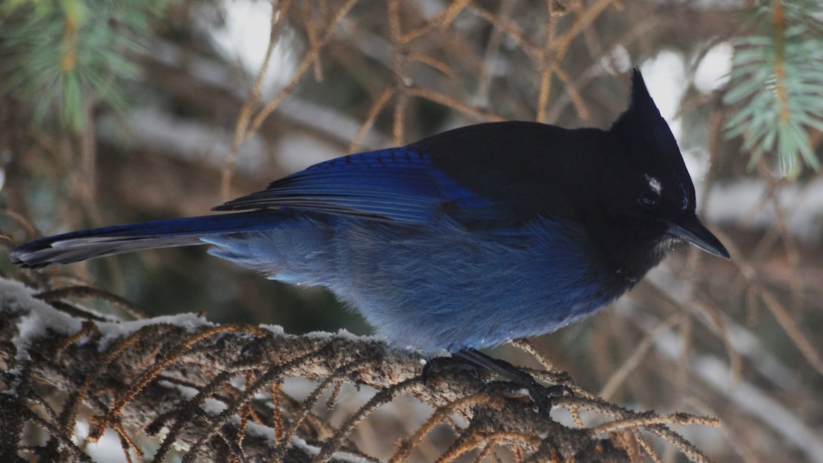 Steller's Jay - ML616973349