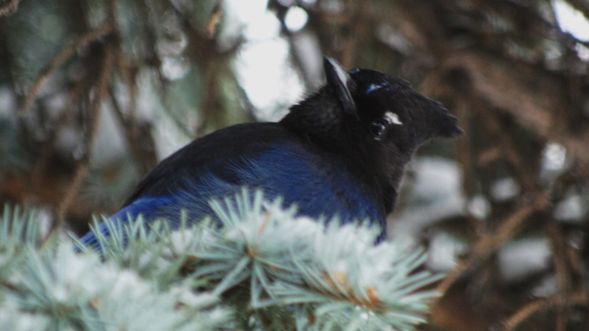 Steller's Jay - ML616973350