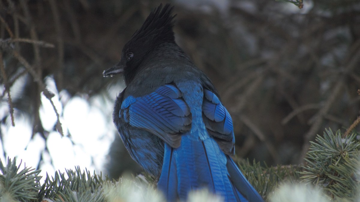 Steller's Jay - ML616973351