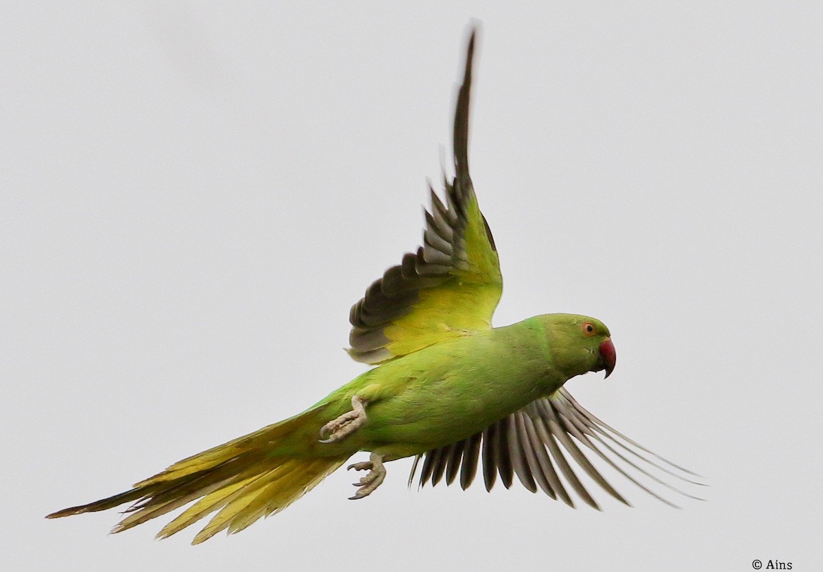 Rose-ringed Parakeet - ML616973352