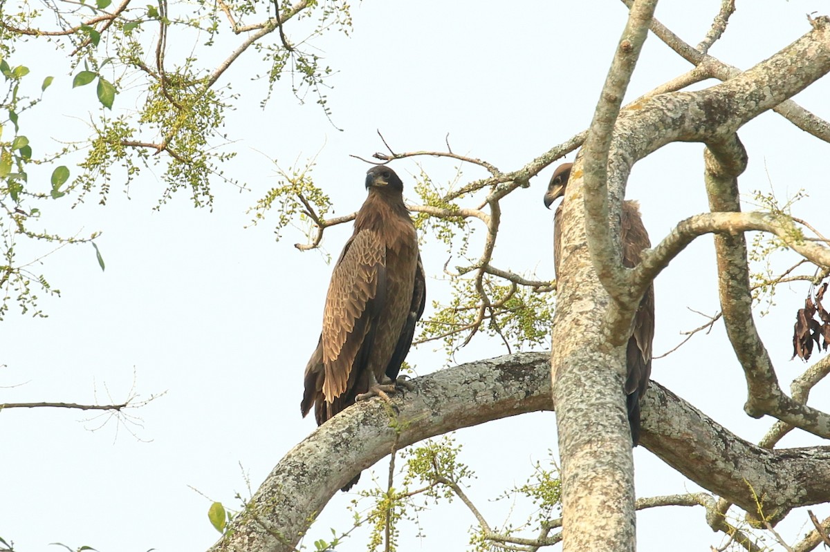 Бор бүргэд - ML616973405