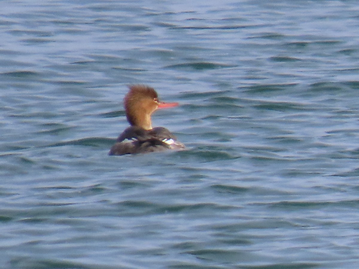 Red-breasted Merganser - ML616973413