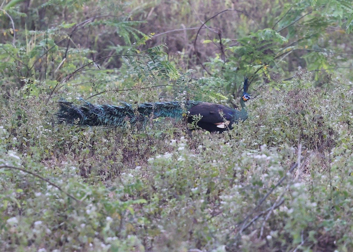 Green Peafowl - Brendan Ryan