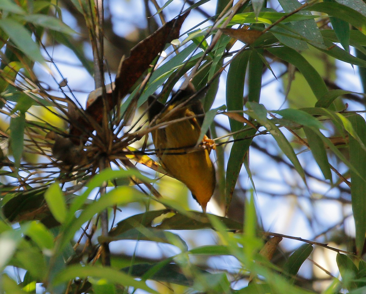 Golden Babbler - ML616973560