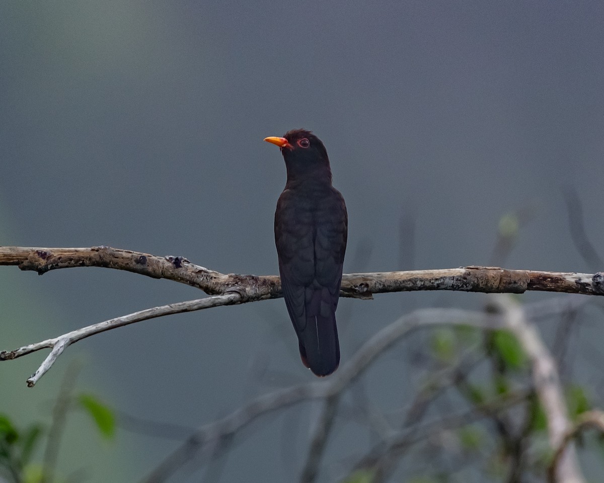 Violet Cuckoo - Yan Ze Ng