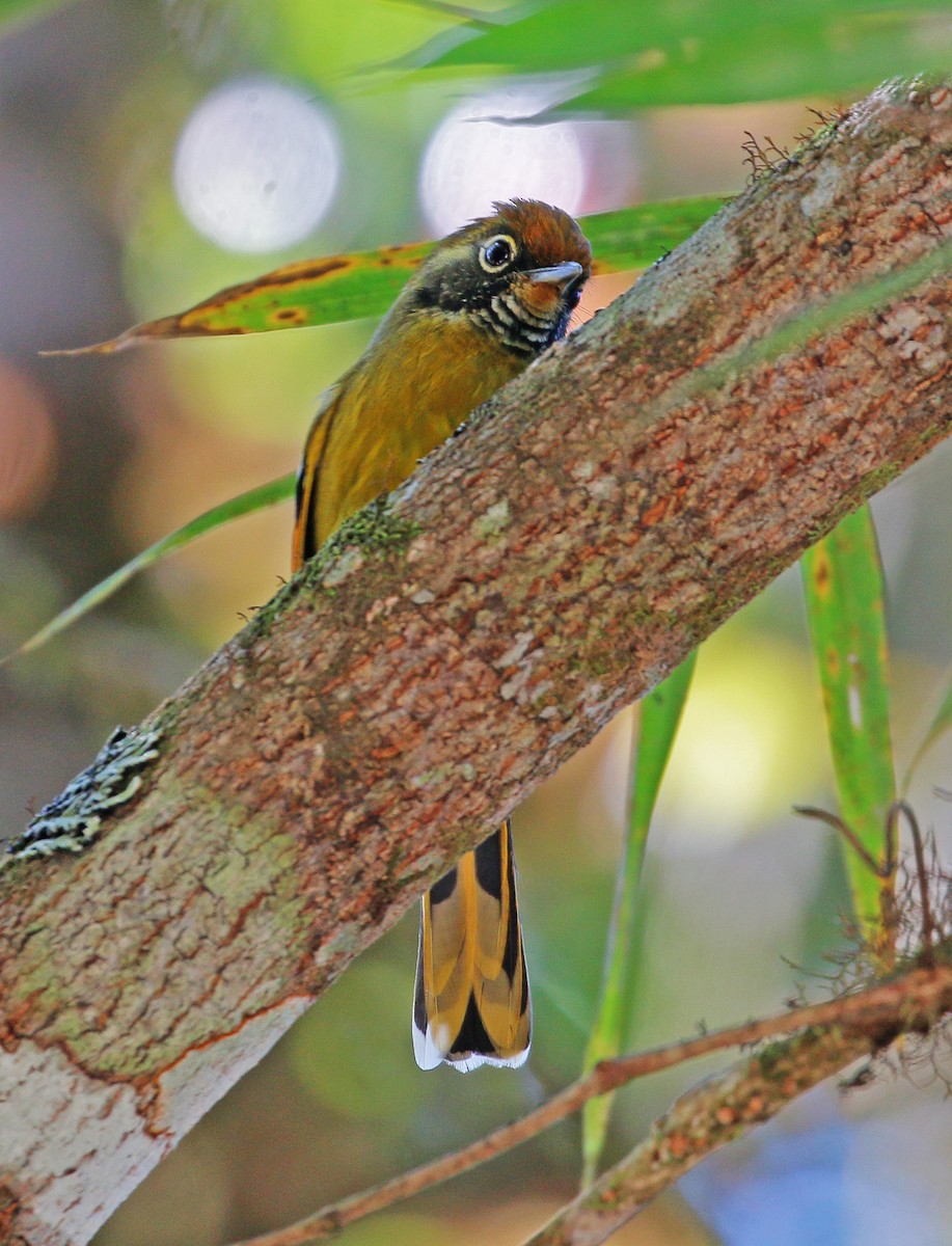 Chestnut-tailed Minla - Neoh Hor Kee