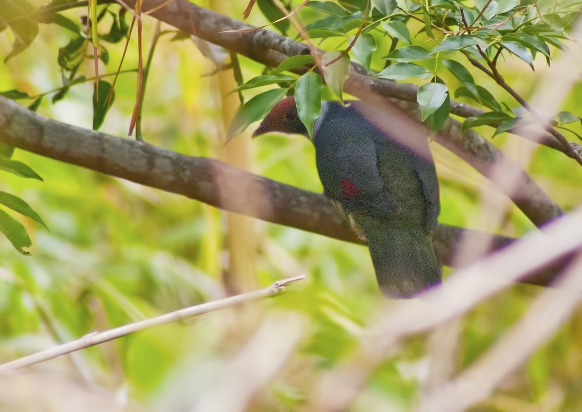 Flame-breasted Fruit-Dove - ML616973578