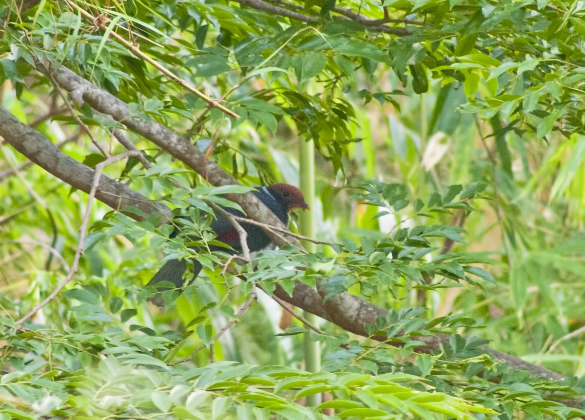 Flame-breasted Fruit-Dove - ML616973579