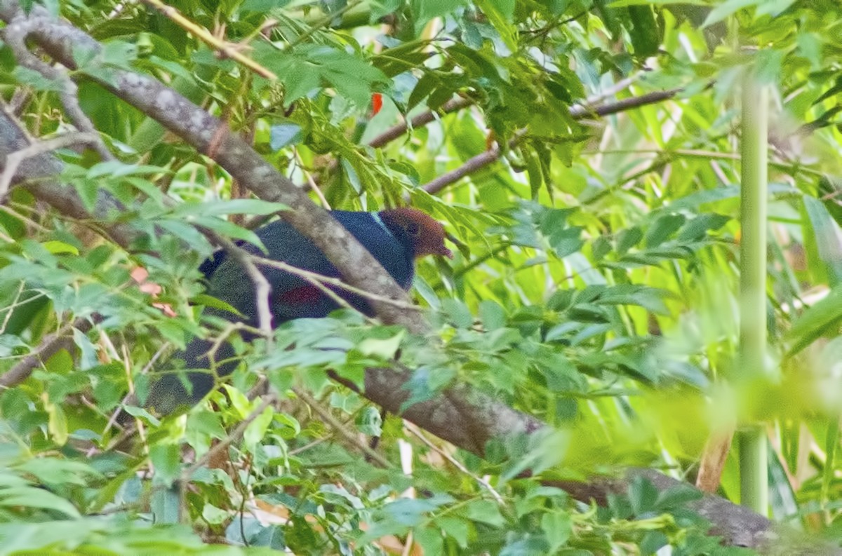 Flame-breasted Fruit-Dove - ML616973580