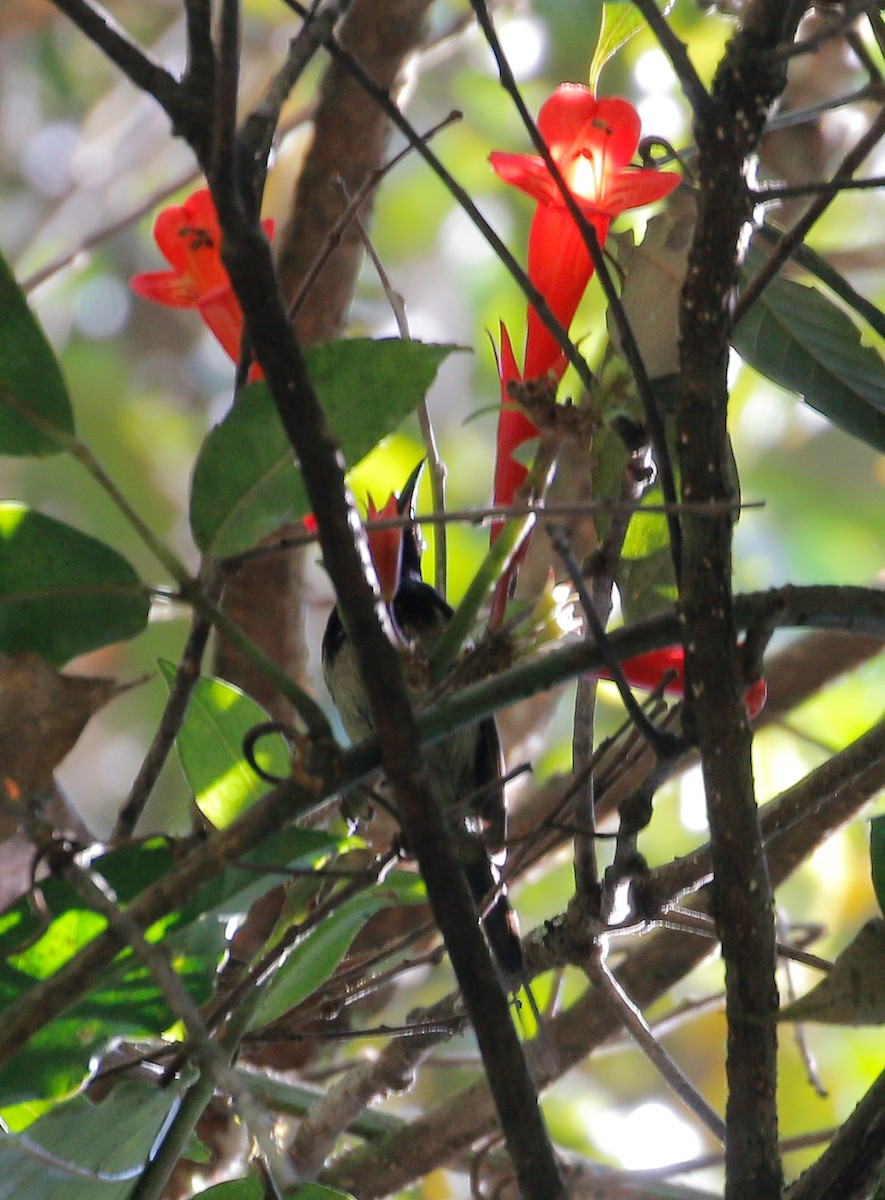 Black-throated Sunbird - Neoh Hor Kee