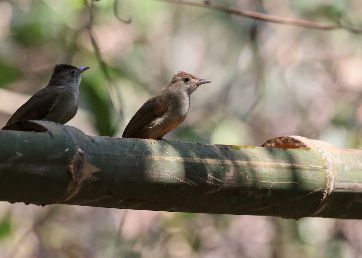 Gray-eyed Bulbul - ML616973590