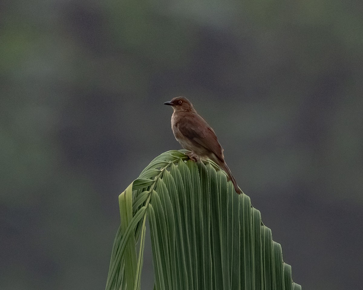 Red-eyed Bulbul - ML616973599