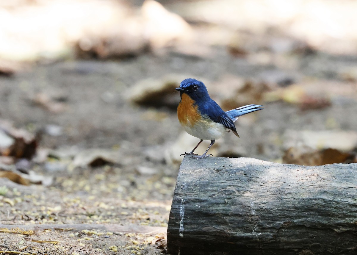 Indochina-Blauschnäpper - ML616973600