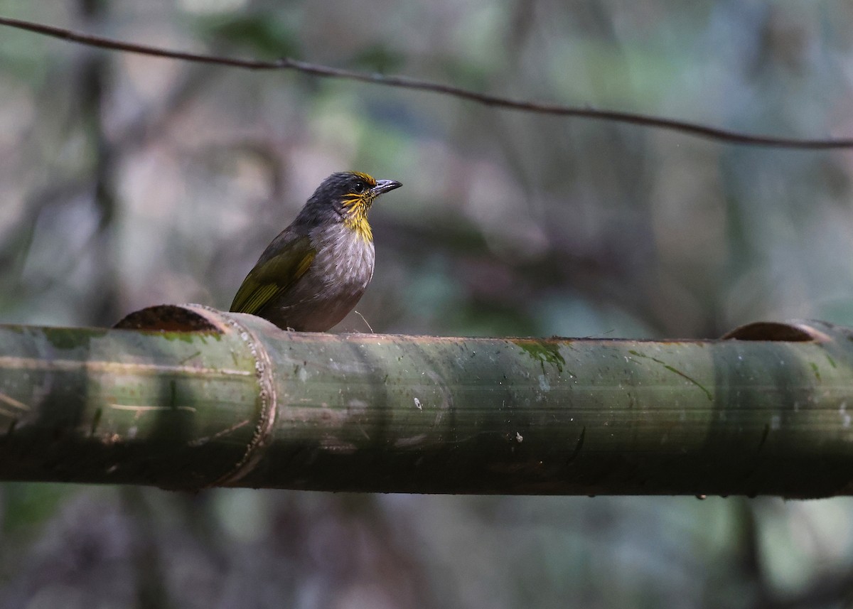 Stripe-throated Bulbul - ML616973623