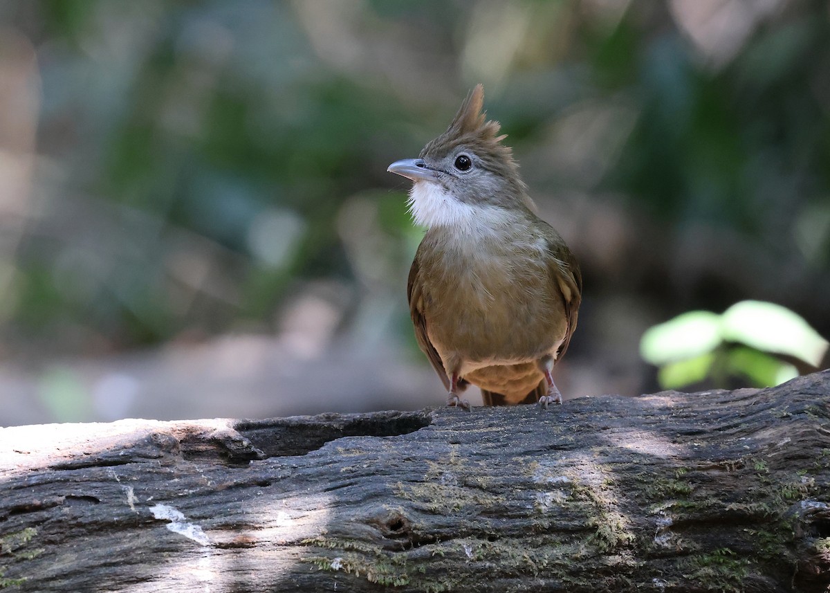 Ochraceous Bulbul - ML616973633