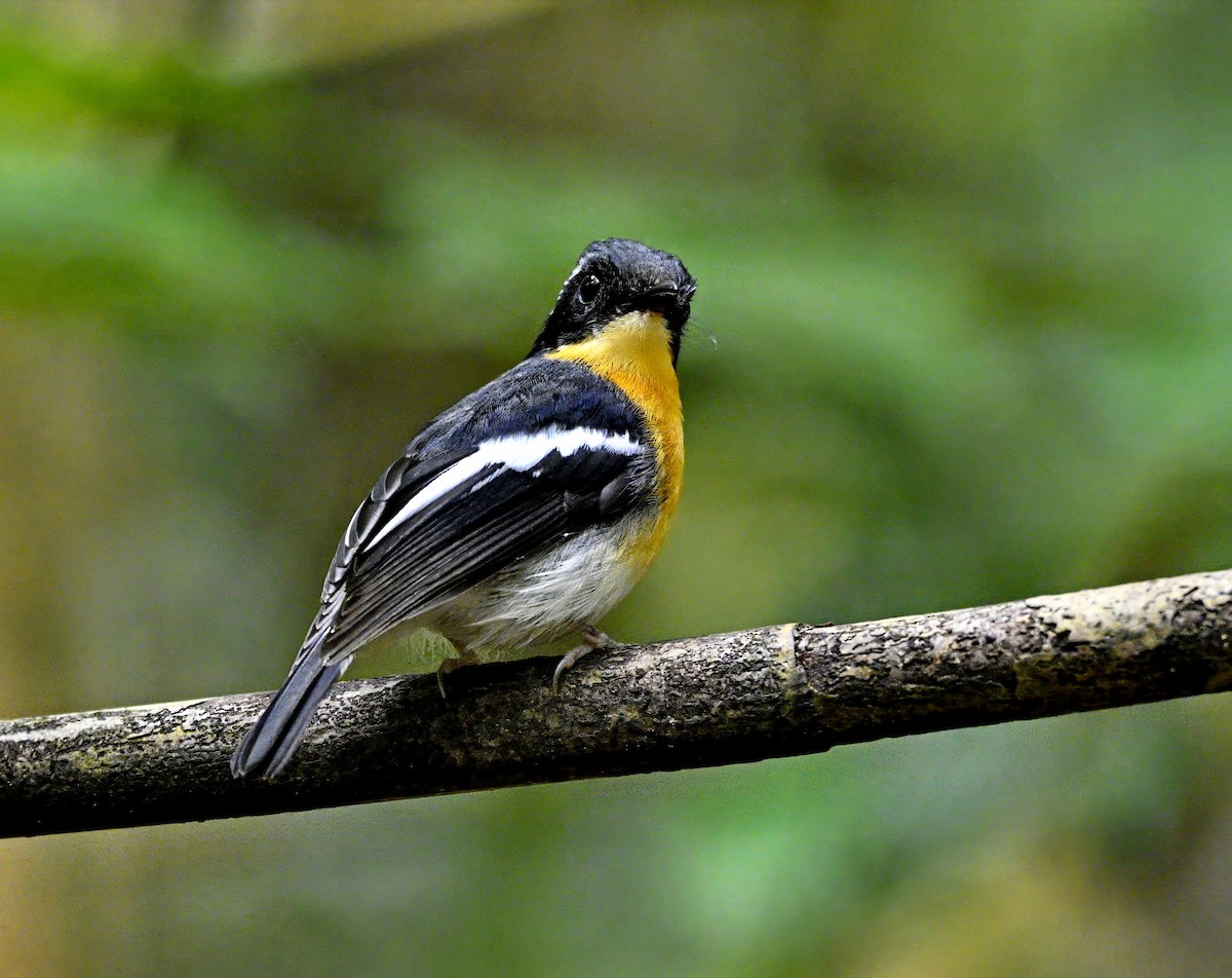 Rufous-chested Flycatcher - Amar-Singh HSS