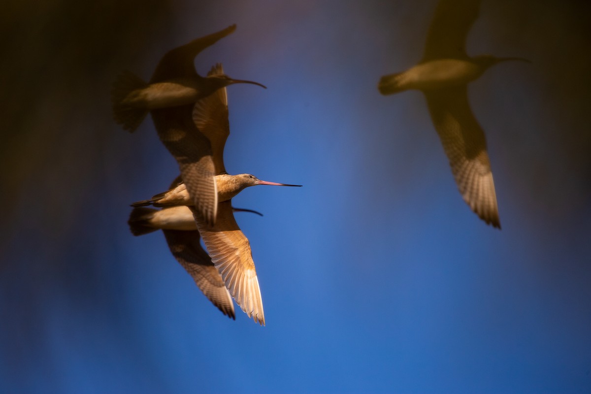 Long-billed Curlew - ML616973640