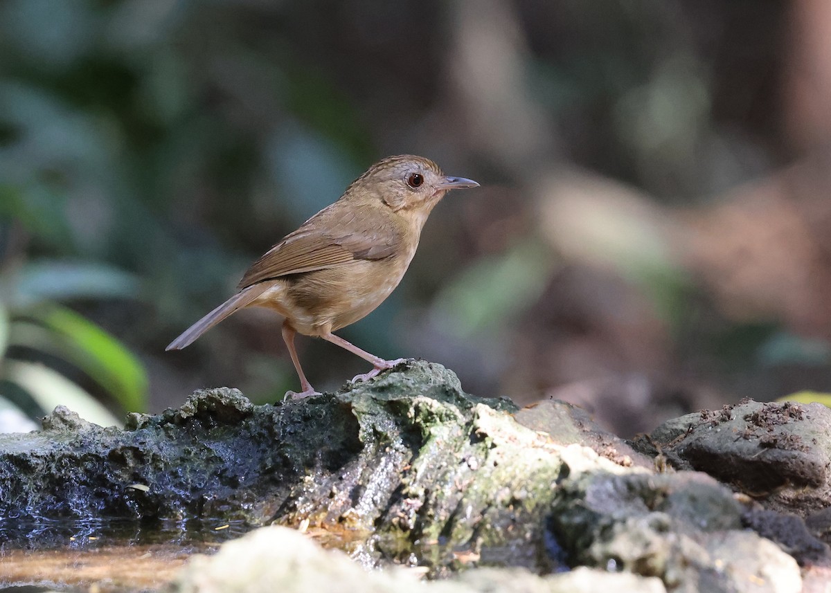 Buff-breasted Babbler - ML616973658