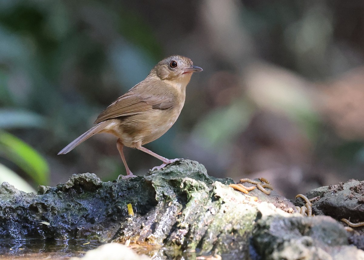 Buff-breasted Babbler - ML616973660