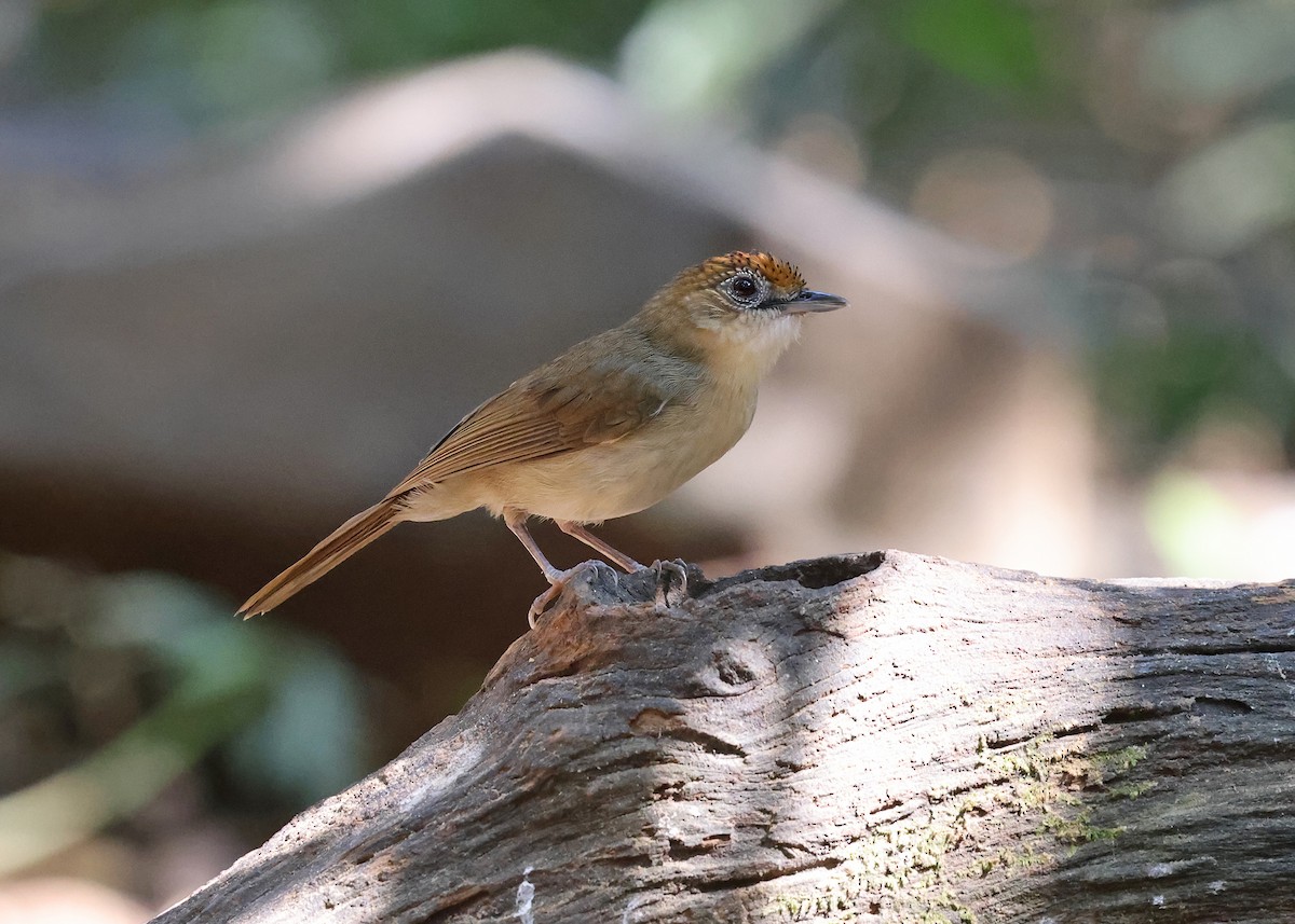 Scaly-crowned Babbler - Brendan Ryan