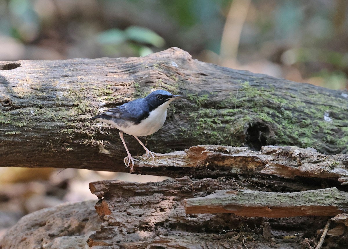 Siberian Blue Robin - ML616973687