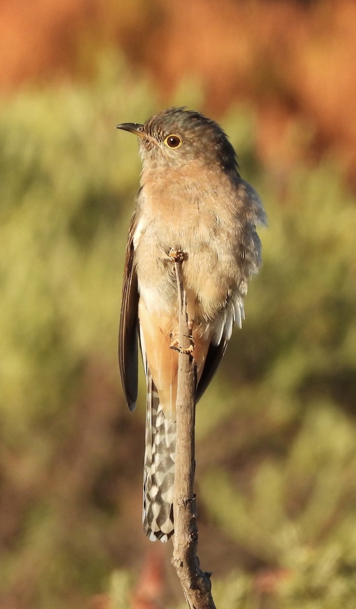 Fan-tailed Cuckoo - ML616973693