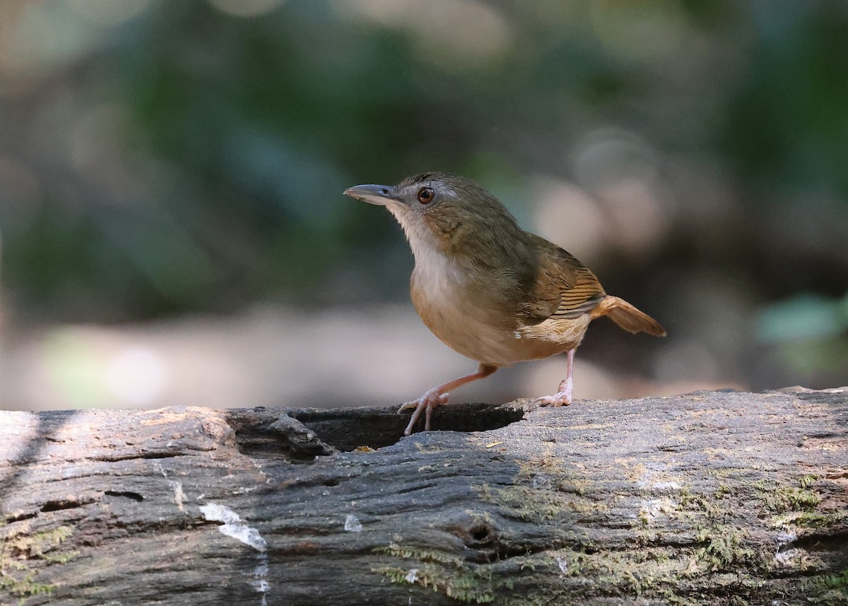 Abbott's Babbler - ML616973695