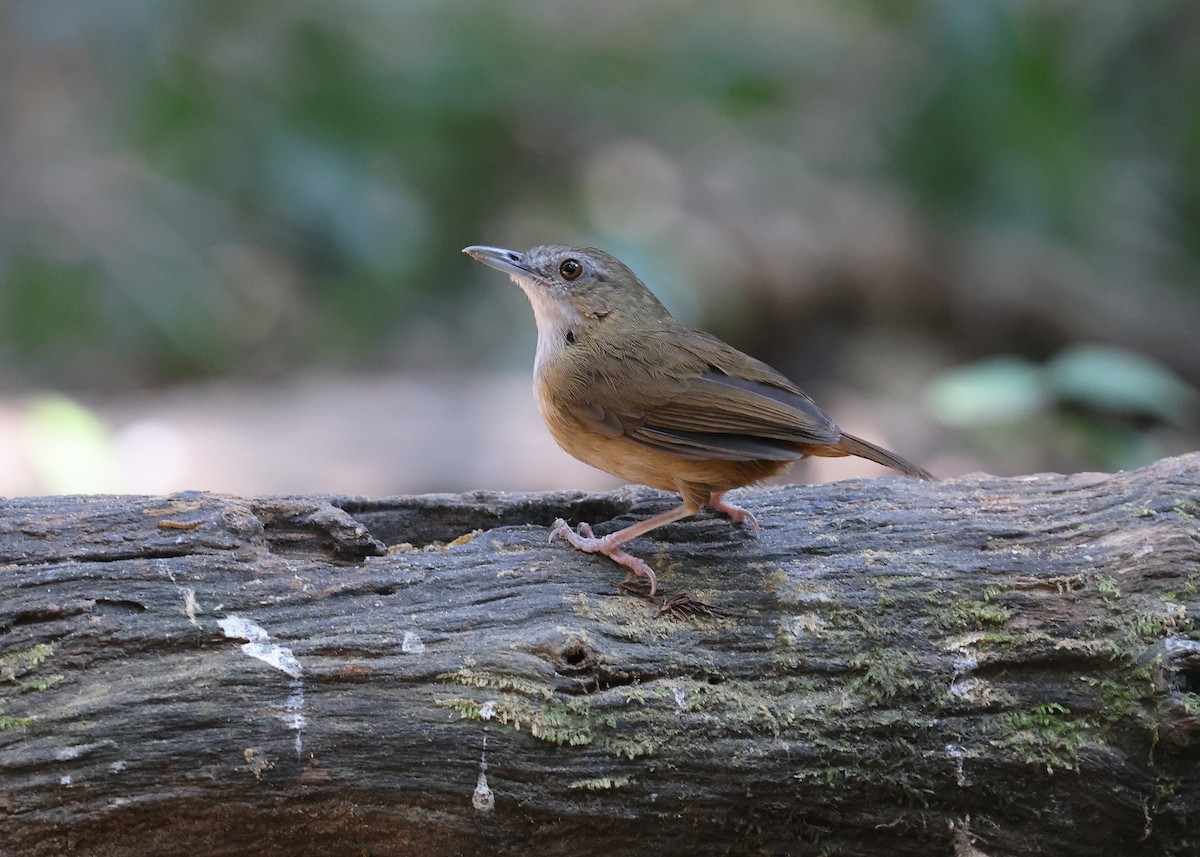 Abbott's Babbler - ML616973711