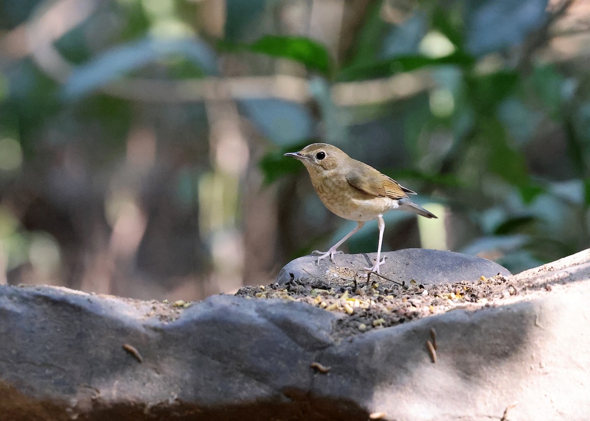 Siberian Blue Robin - ML616973715